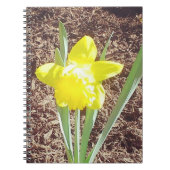 イエロー春水仙の写真 ノートブック (正面)