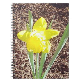 イエロー春水仙の写真 ノートブック