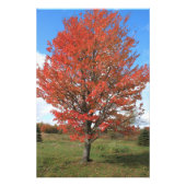 イエロー秋カエデの木の風景写真 フォトプリント            (正面)