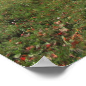 イエロー秋カエデの木の風景写真 ポスター (角)