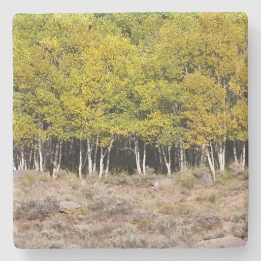 イエロー紅葉ズインコロラド，ストーンコースター ストーンコースター (正面)