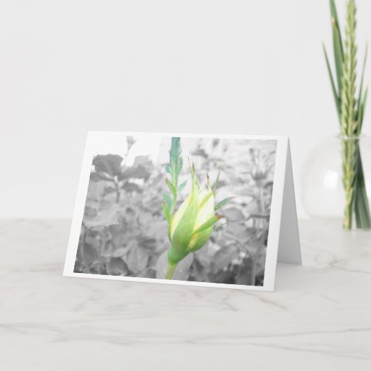 イエロー・バド・カード カード (正面)