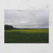 イエロー ポストカード (正面)