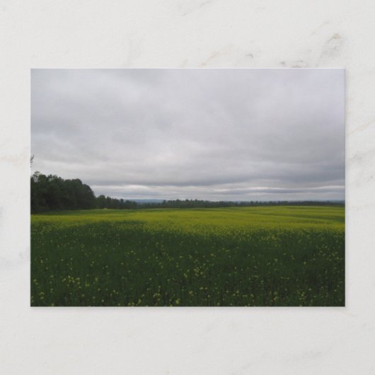 イエロー ポストカード (正面)