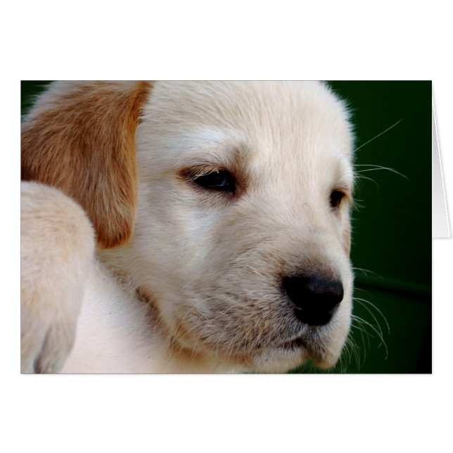 イエロー・ラブラドール・レトリーバーの子犬 (正面横)