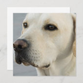 イエロー・ラブラドール・レトリーバーの招待状 招待状 (正面/裏面)