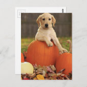 イエロー・ラブラドール・レトリーバーの秋 ポストカード (正面/裏面)