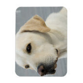 イエロー・ラブラドール・レトリーバー可撓性磁石 マグネット (縦)