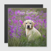 イエロー・ラブラドール・レトリーバー子犬 (正面/裏面)