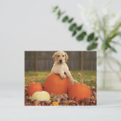 イエロー・ラブラドール・レトリーバー秋 ポストカード (スタンド正面)