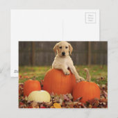 イエロー・ラブラドール・レトリーバー秋 ポストカード (正面/裏面)