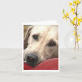 イエロー・ラブラドール・レトリーバー カード (黄色い花)