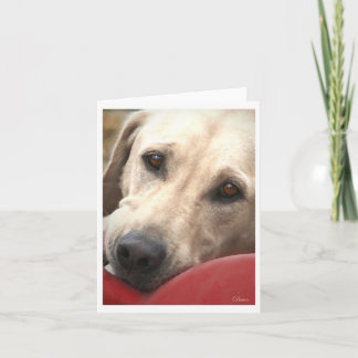 イエロー・ラブラドール・レトリーバー カード