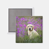 イエロー・ラブラドール・レトリーバー マグネット (正面/裏面)