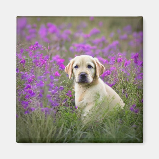 イエロー・ラブラドール・レトリーバー マグネット (正面)