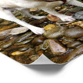 イエロー・ラブラドール・レトリーバー、遊水の犬の入り江 ポスター (角)