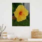 イエロ鮮やかハイビスカス開花 ポスター (キッチン)