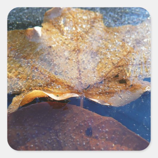 イエ凍っていローメープルリーフオータム自然 スクエアシール (正面)