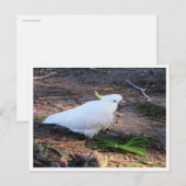 イオウの鳥冠の野生生物写真 ポストカード (正面/裏面)