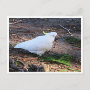 イオウの鳥冠の野生生物写真 ポストカード