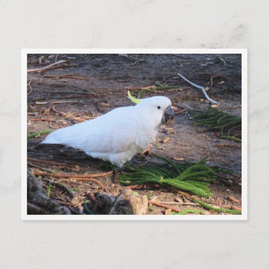イオウの鳥冠の野生生物写真 ポストカード (正面)