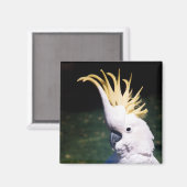 イオウクリステッド・コッカトー磁石 マグネット (正面/裏面)