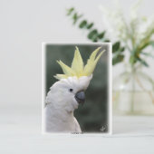 イオウクリステッドCockatoo 9Y331D-005 ポストカード (スタンド正面)