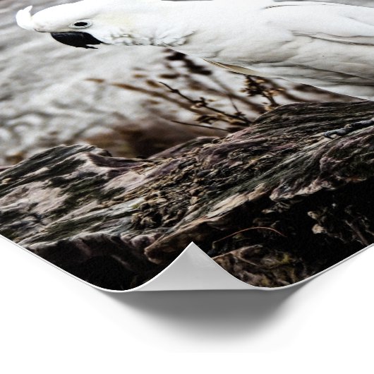 イオウ冠コカトゥー ポスター (角)