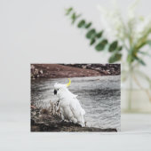 イオウ冠コカトゥー ポストカード (スタンド正面)