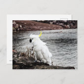 イオウ冠コカトゥー ポストカード (正面/裏面)