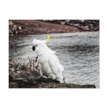 イオウ冠コカトゥー