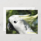 イオウ冠 ポストカード (正面/裏面)