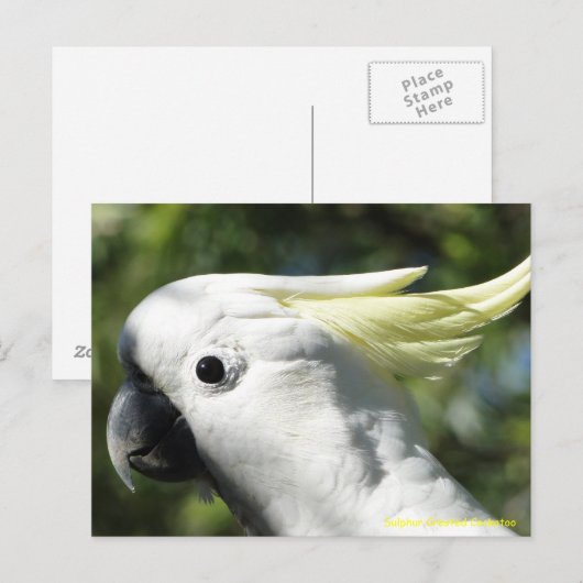 イオウ冠 ポストカード (正面/裏面)