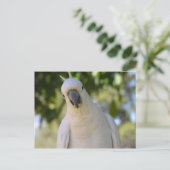 イオウ昆布カカドゥ ポストカード (スタンド正面)