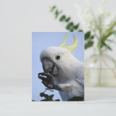 イオウ紋付きコカトー葉書 ポストカード (スタンド正面)