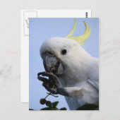 イオウ紋付きコカトー葉書 ポストカード (正面/裏面)