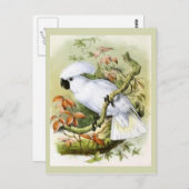 イオウ・クリステッド・コッカトヴィンテージイラストレーション ポストカード (正面/裏面)