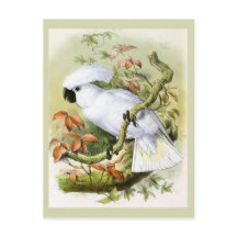 イオウ・クリステッド・コッカトヴィンテージイラストレーション