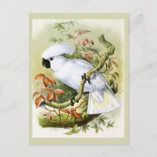 イオウ・クリステッド・コッカトヴィンテージイラストレーション ポストカード (正面)