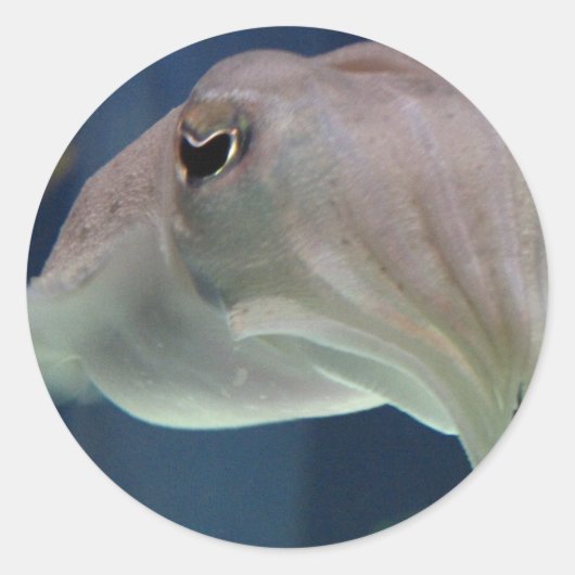 イカのシール ラウンドシール (正面)