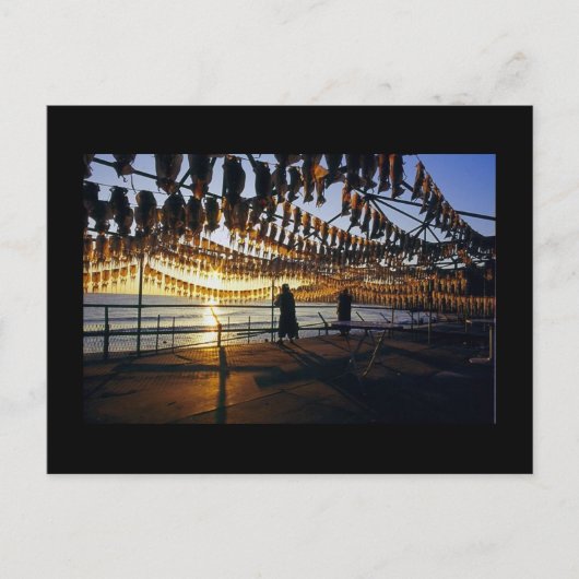 イカの乾燥 ポストカード (正面)