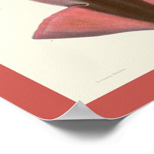 イカスパープルセファロポッドシークリーズアートプリント ポスター (角)