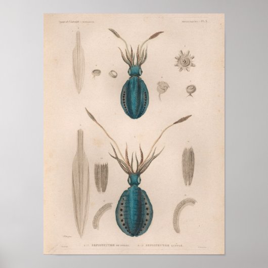 イカスブルーヴィンテージシークリージャーアートプリント ポスター (正面)