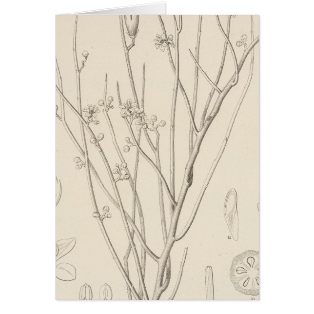 イカノティア・オラカンタ (正面)