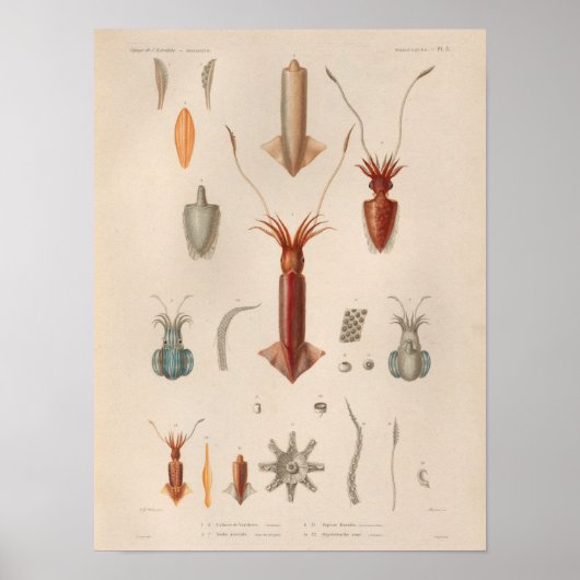 イカレッドブルーヴィンテージシークリージャーアートプリント ポスター (正面)