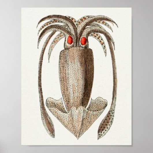 イカヴィンテージセファロポッドシークリージャーアートプリント ポスター (正面)