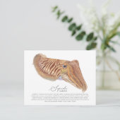 イカ葉書 シーズンポストカード (スタンド正面)