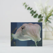 イカ類 ポストカード (スタンド正面)