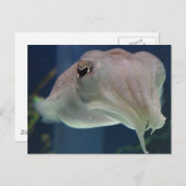 イカ類 ポストカード (正面/裏面)