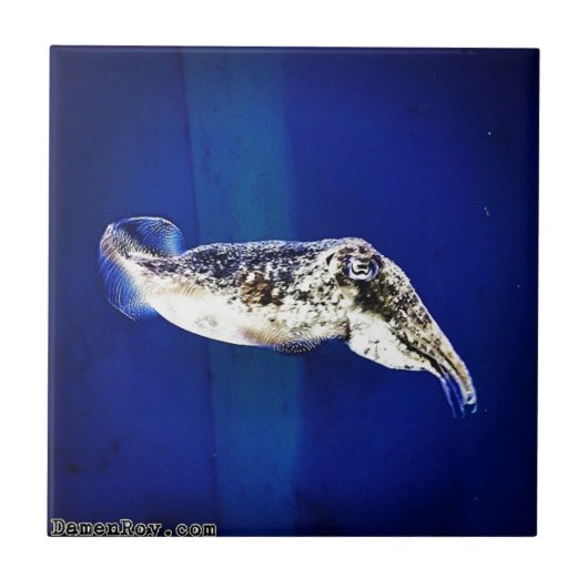 イカ タイル (正面)